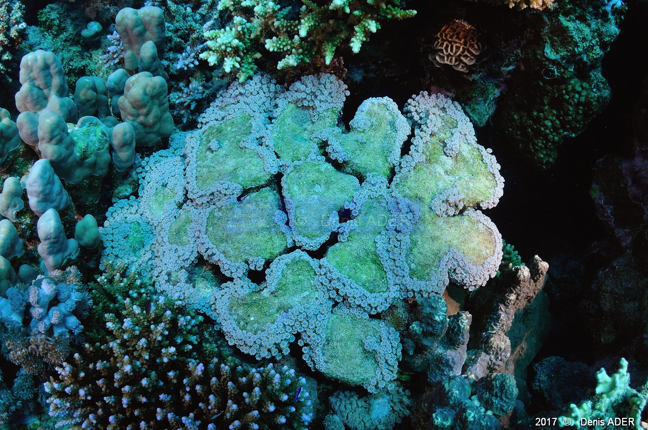 Goniopora lobata goniopore-Safaga Abu Soma Garden-3m-20171121-Denis-ADER-DSC_3280_tn.jpg